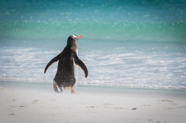 019 Falklandeilanden, New Island, ezelspinguin.jpg